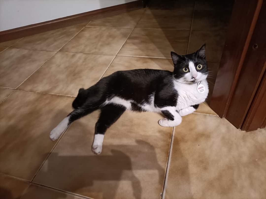 Quartu, sos per la gattina Minou: “Scomparsa da via Stradella, aiutateci a trovarla”