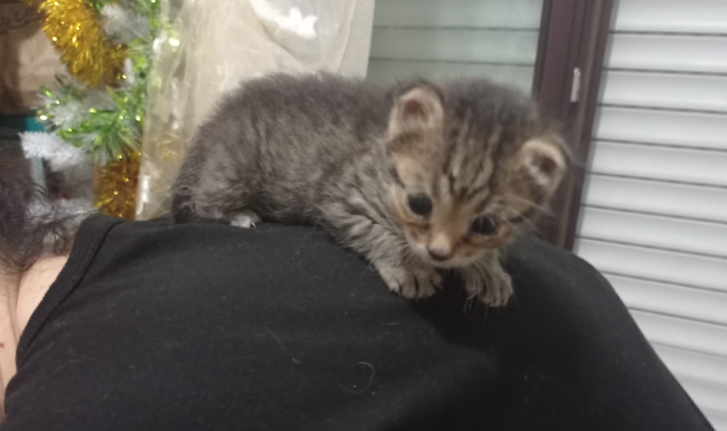 Radio Zampetta Sarda, cercasi adozione per un gattino di 20 giorni