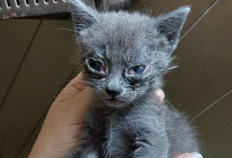 Sos gattini, c’è bisogno di aiuto per 9 cuccioli di pochi giorni