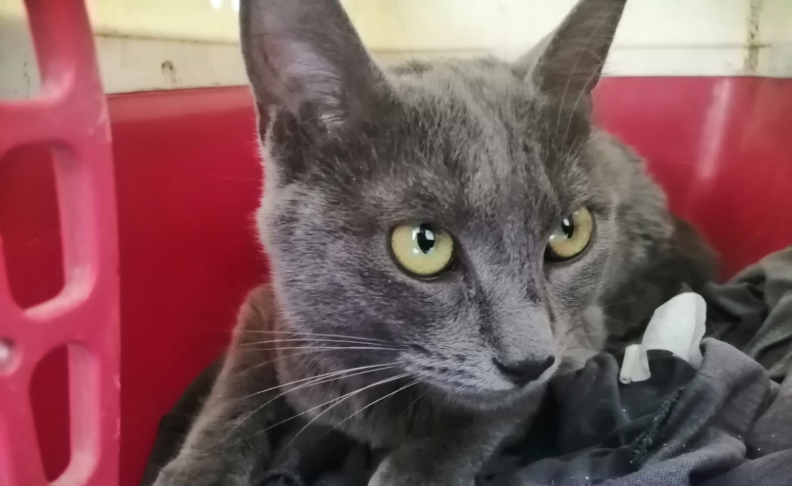 Gattina recuperata nei pressi del parco della Musica a Cagliari: qualcuno la riconosce?