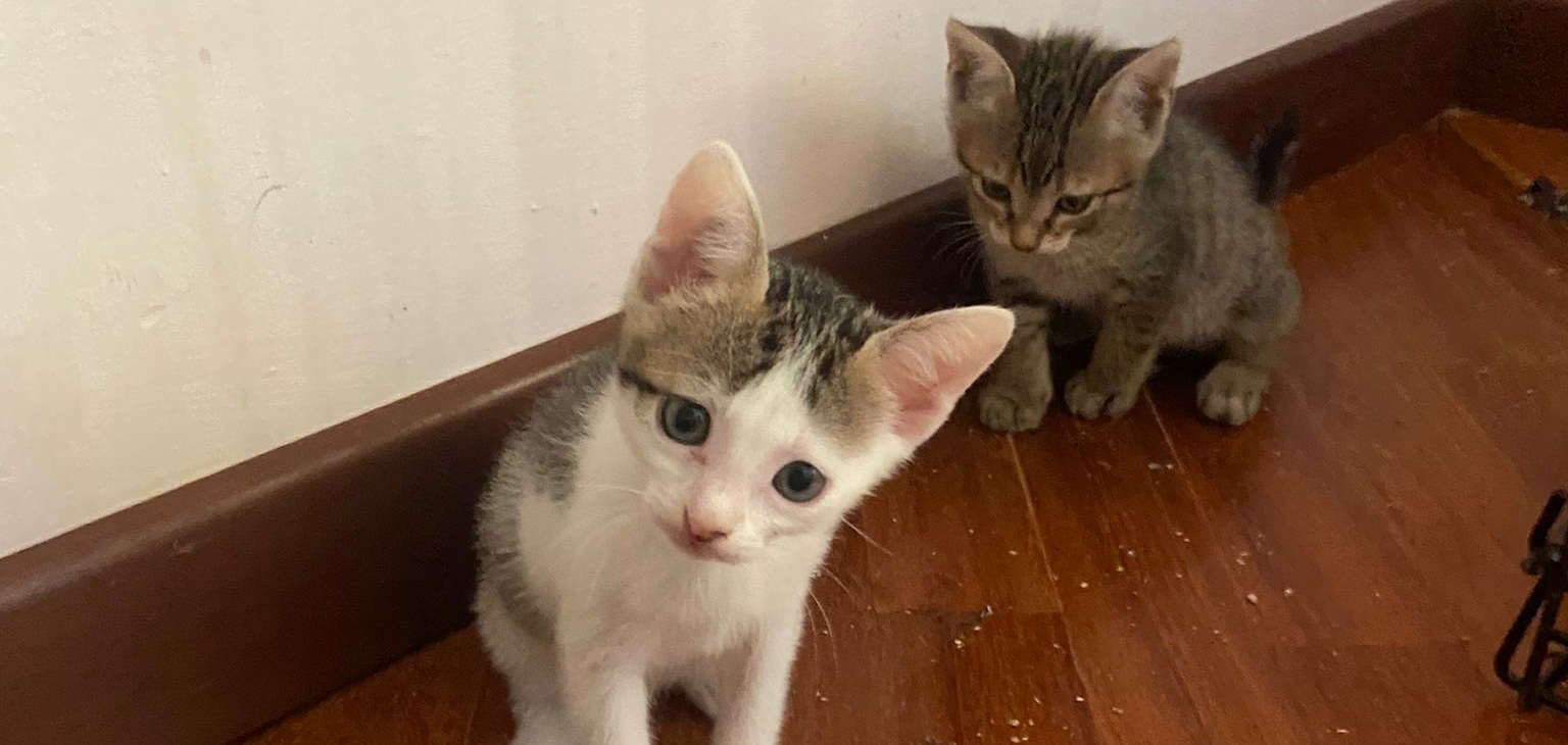 Quartu, due gattini bellissimi di un mese aspettando un’adozione insieme alla loro mamma