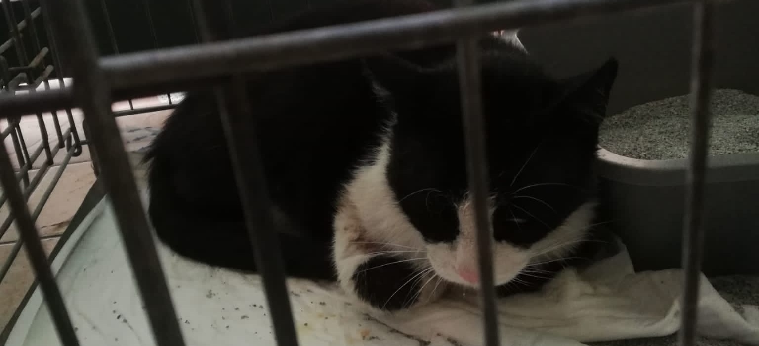 Radio Zampetta Sarda: “Adottate Felix, micio abbandonato in strada e vittima di un pit bull”