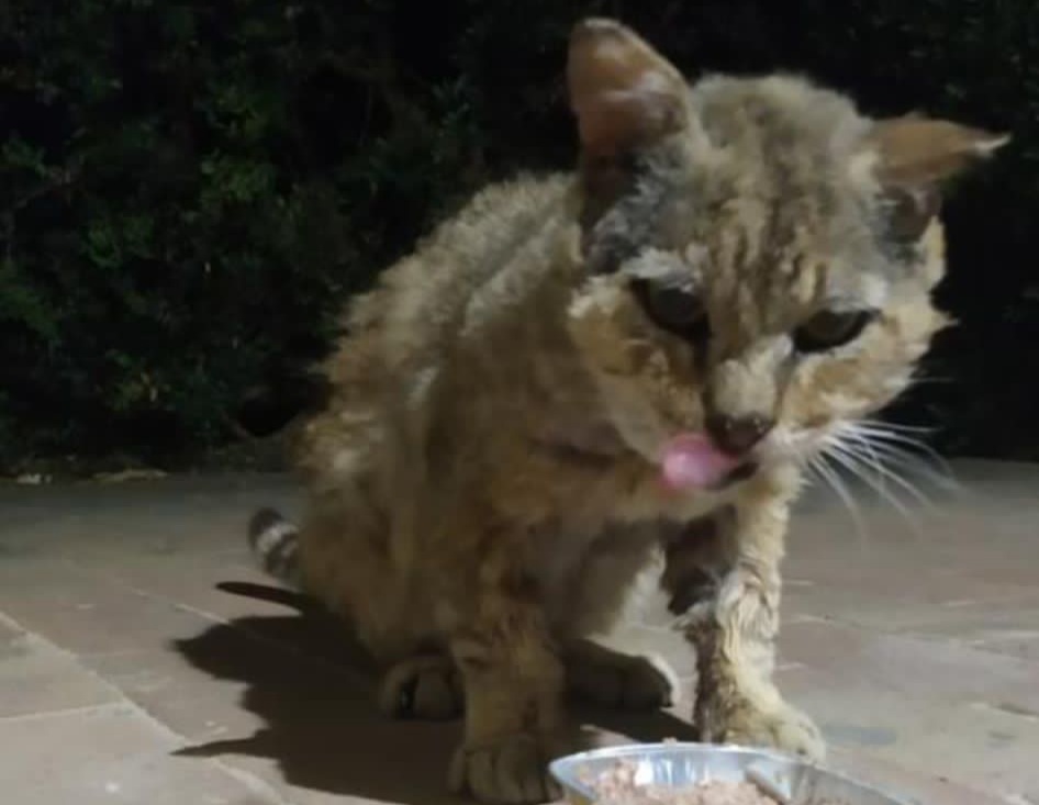 Quartu, il grande cuore della turista che cura un gatto abbandonato: “Chi lo adotta?”