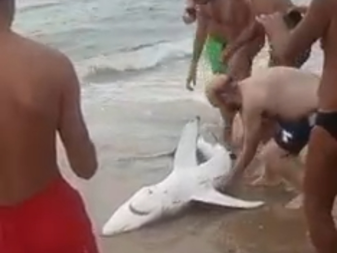 Gonnesa, uno squalo azzurro in spiaggia: i bagnanti lo buttano in mare dopo una pioggia di foto
