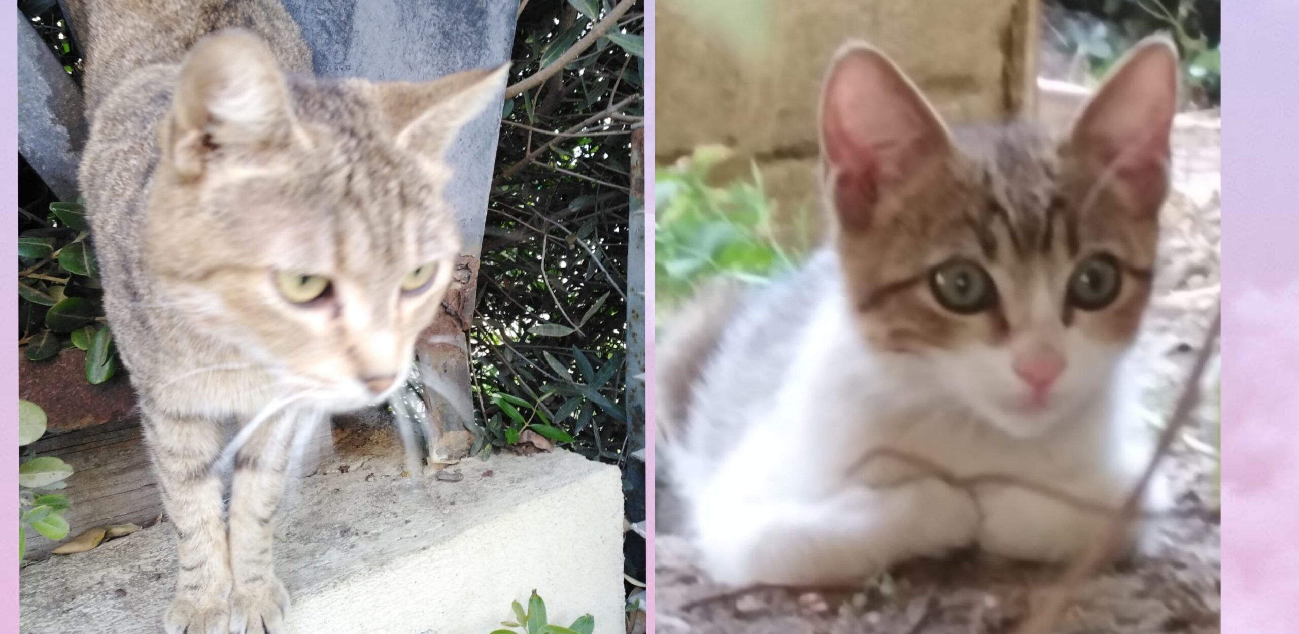 Radio Zampetta Sarda: abbandonata in strada cerca casa con il suo cucciolo