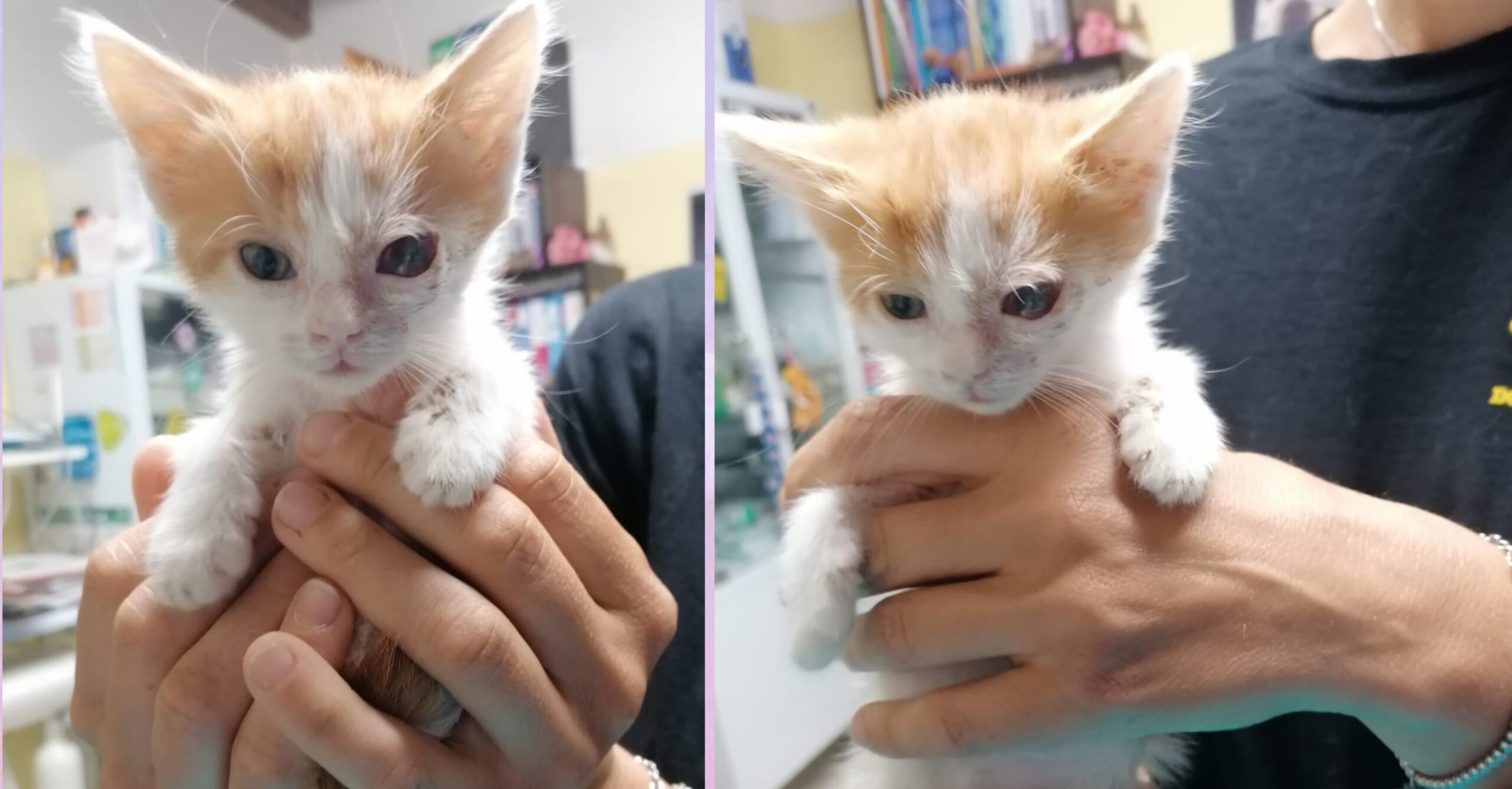 Radio Zampetta Sarda, la storia del piccolo Mini Jonior: “Piccolo micino cerca casa”