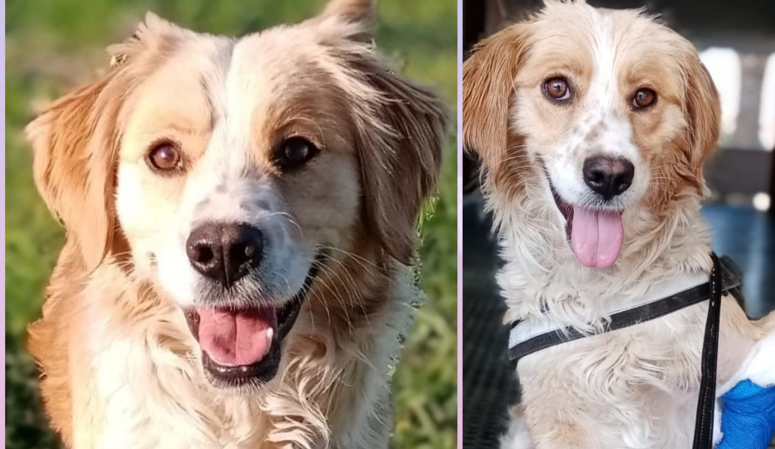 Appello del cuore per Paola, chi adotta la dolcissima cagnetta di Ghilarza?