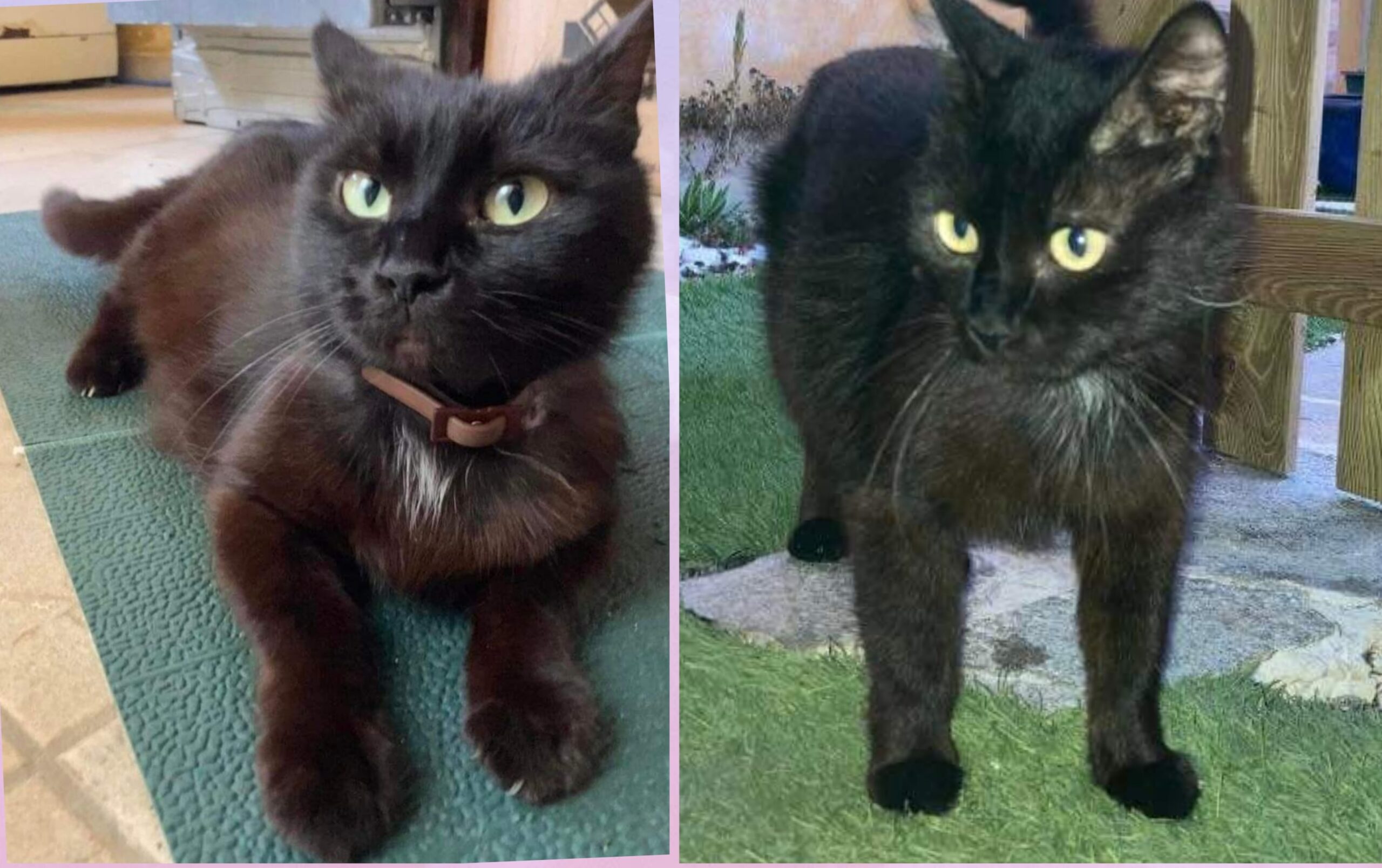 Sos per la dolcissima Bali, serve una casa per la gattina sarda bisognosa di coccole