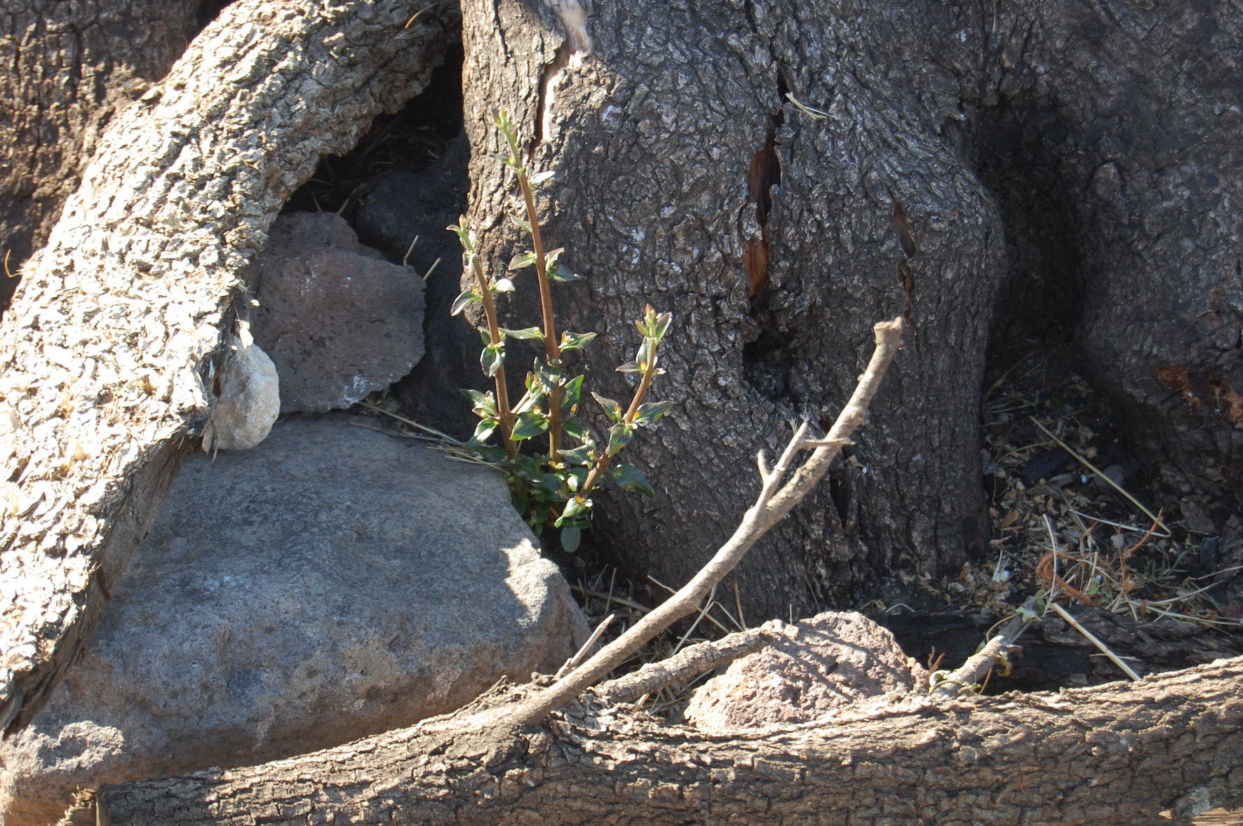 Miracolo a Cuglieri, l’olivastro millenario bruciato nel rogo è vivo e ha ripreso a vegetare