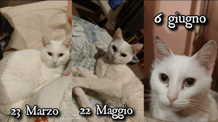 Radio Zampetta Sarda: “Alaska è affetta da una grave anemia, aiutiamola”