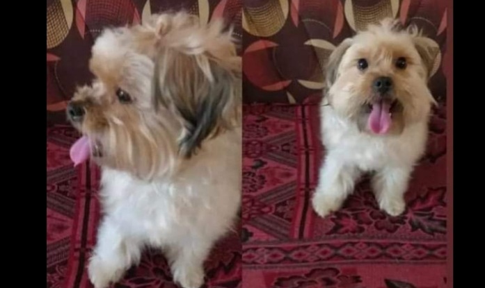 Sos da Quartucciu: “Aiutateci a ritrovare la nostra cagnolina Like”