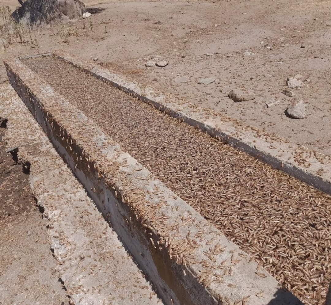 Invasione di cavallette in Sardegna: centinaia di aziende agricole in ginocchio e 30 mila ettari devastati