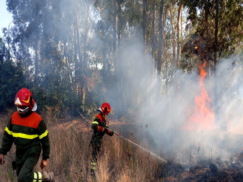 I forestali sardi sul piede di guerra: “Visite mediche improvvisate o in ritardo, la nostra salute a rischio”