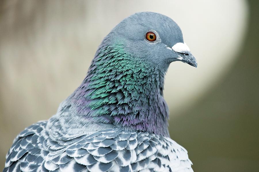 Caccia in Sardegna, gli agricoltori: “Colpire storni e piccioni, danneggiano le coltivazioni e le città”