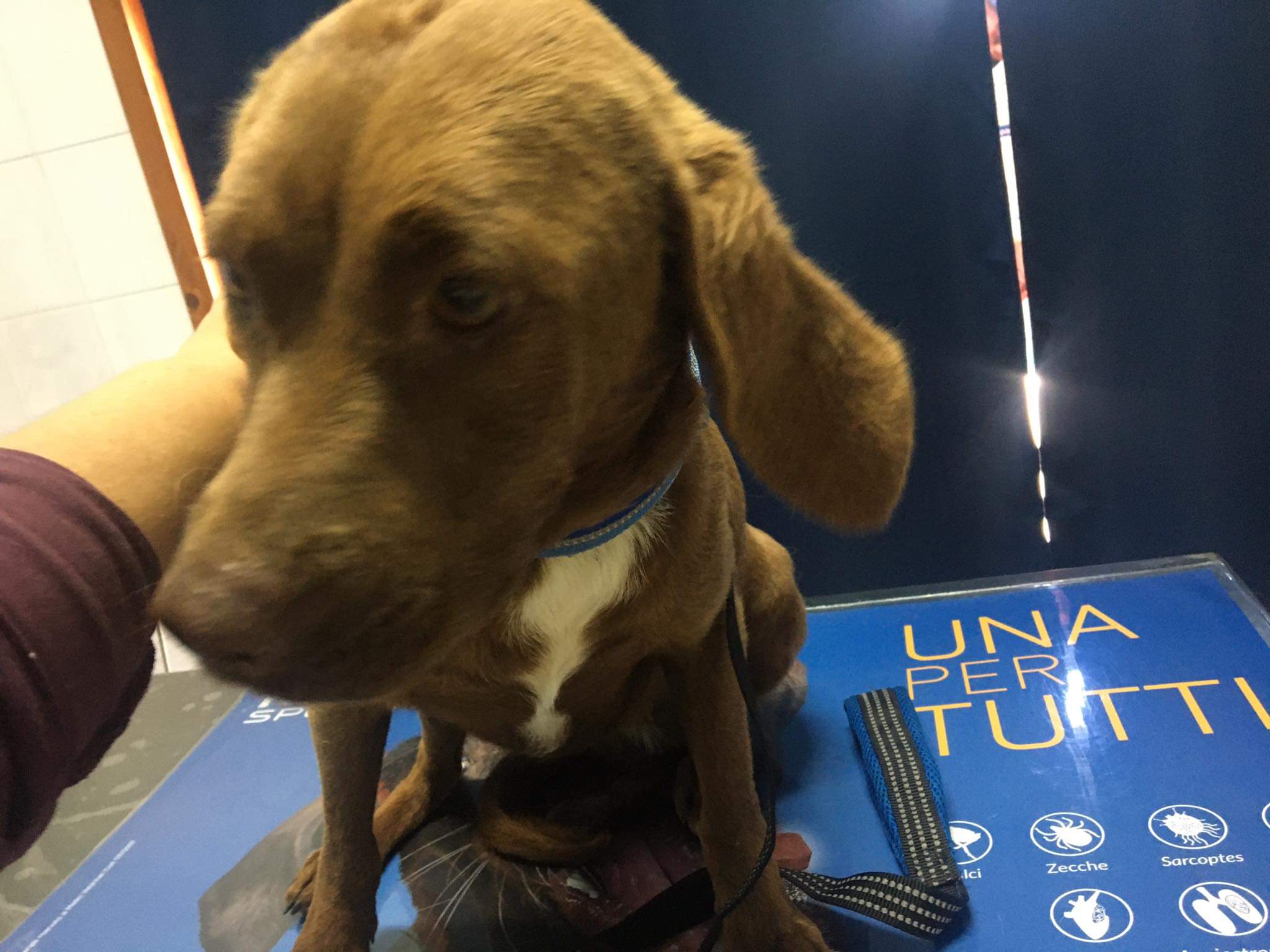 Radio Zampetta Sarda: cercasi una vera famiglia per la dolcissima Fiamma