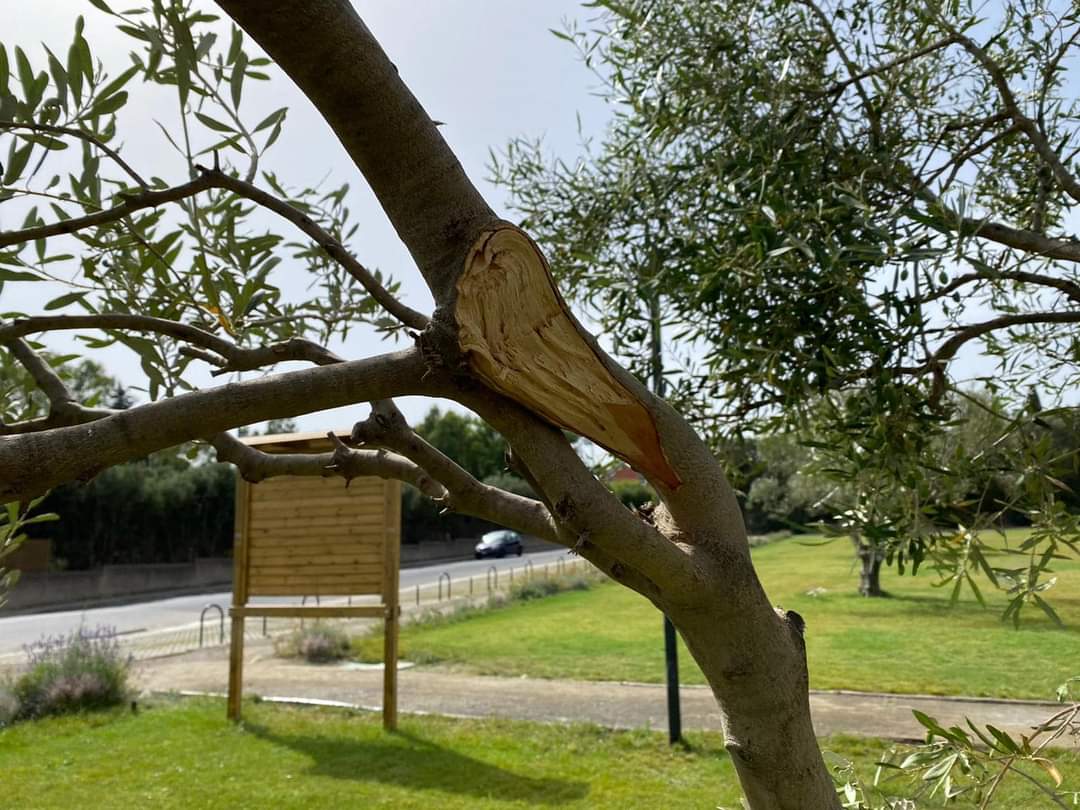 Rabbia a Settimo San Pietro, spezzati gli ulivi del parco: “Vigiliate sui pochi incivili imbecilli”