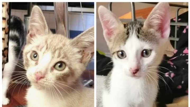 Radio Zampetta Sarda: “Due gattini abbandonati a Quartu cercano casa”