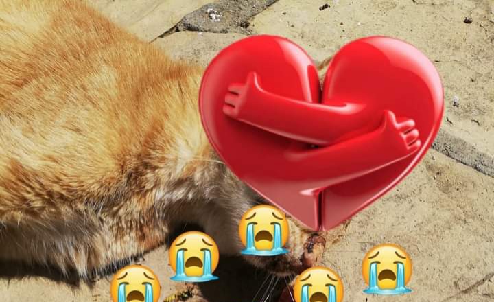 Radio Zampetta Sarda: “Cagliari, gatti della colonia felina di Bonaria massacrati a calci e sassate”