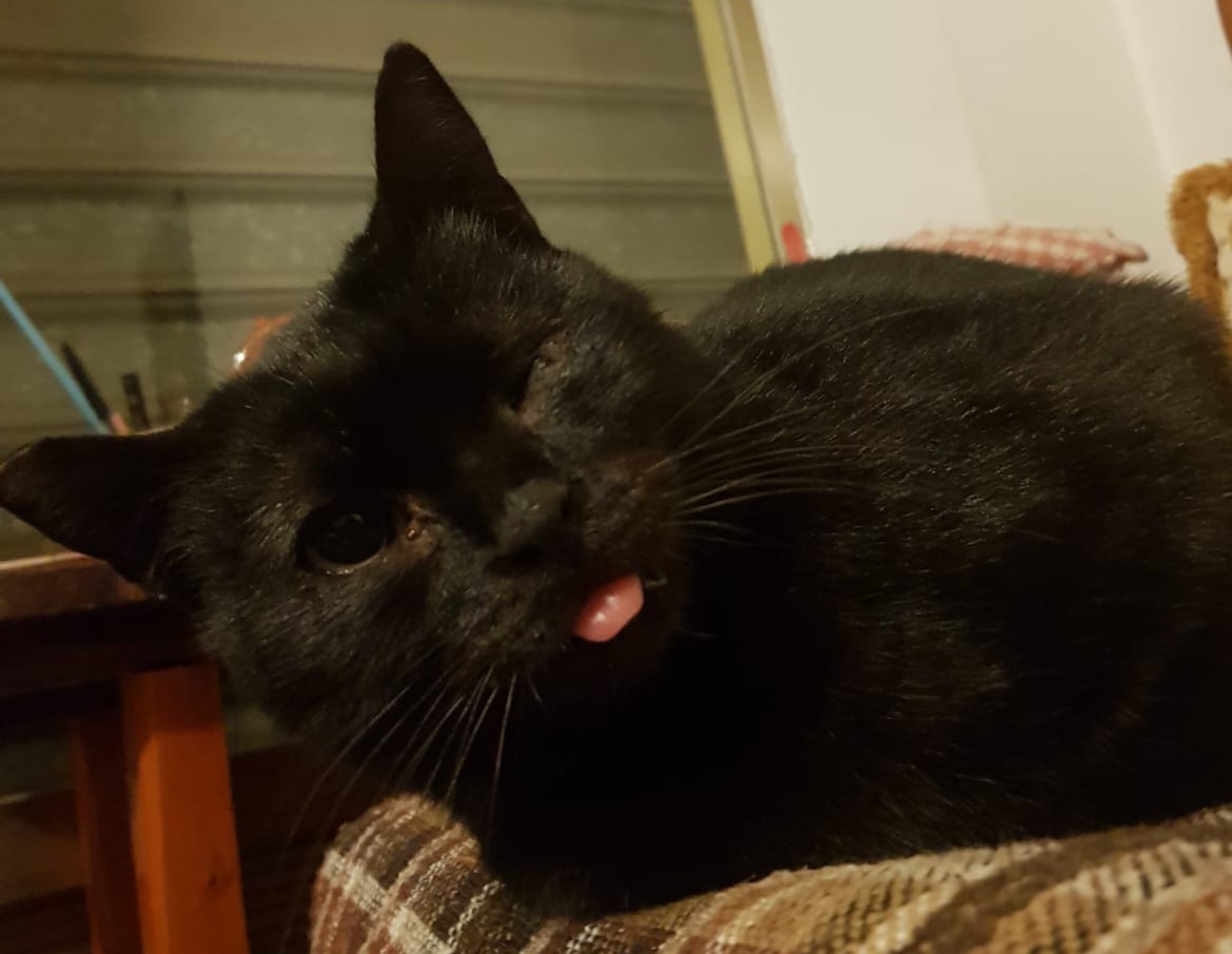 Radio Zampetta Sarda: “Sos per ritrovare Chanel, smarrita a San Vito”