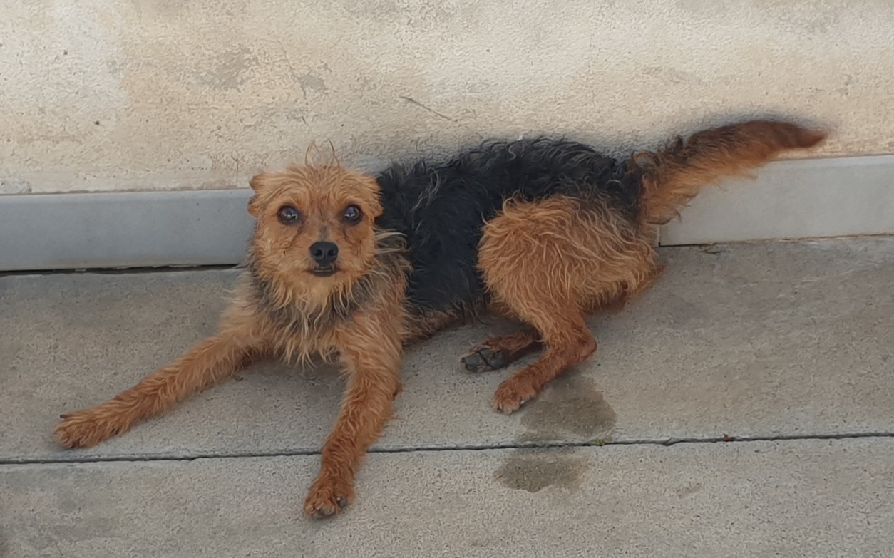 Radio Zampetta Sarda:” Adotta un cane dal canile di Cagliari, via alla campagna di sensibilizzazione”