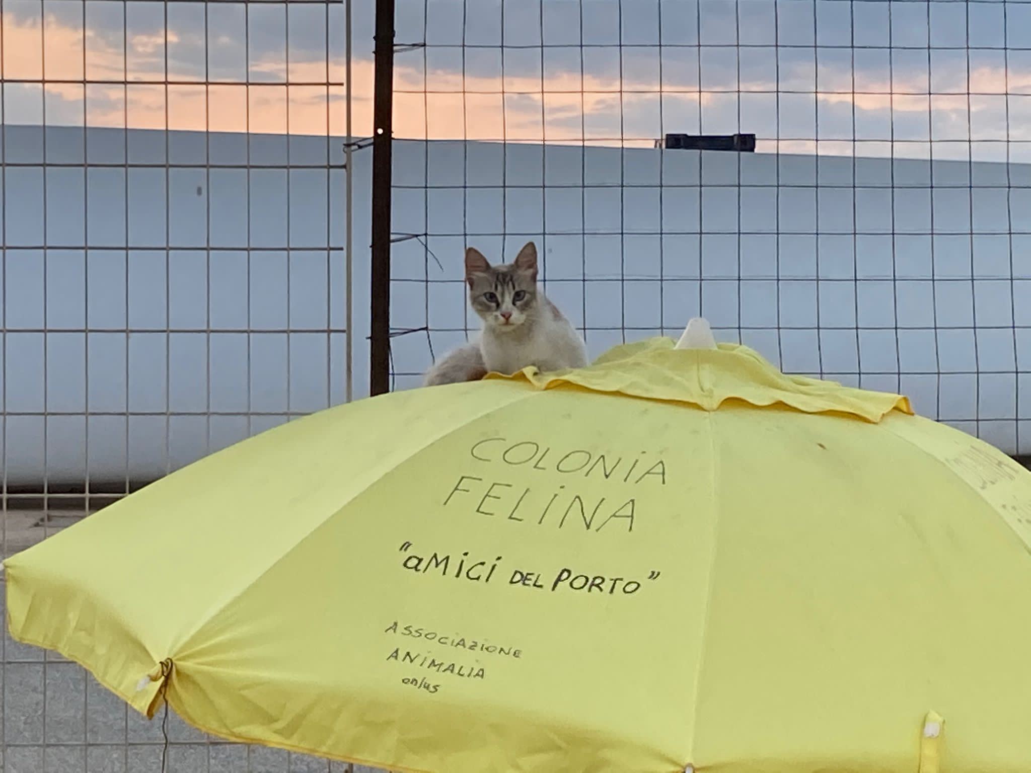 Sos a Radio Zampetta Sarda: “Fuochi d’artificio nella colonia, smarriti alcuni gatti ad Arbatax”