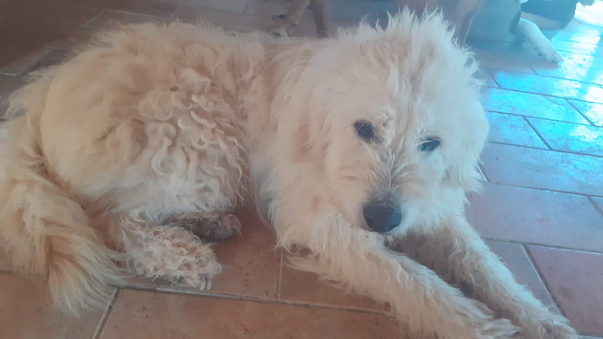 Radio Zampetta Sarda: cercasi famiglia amorevole per Borotalco