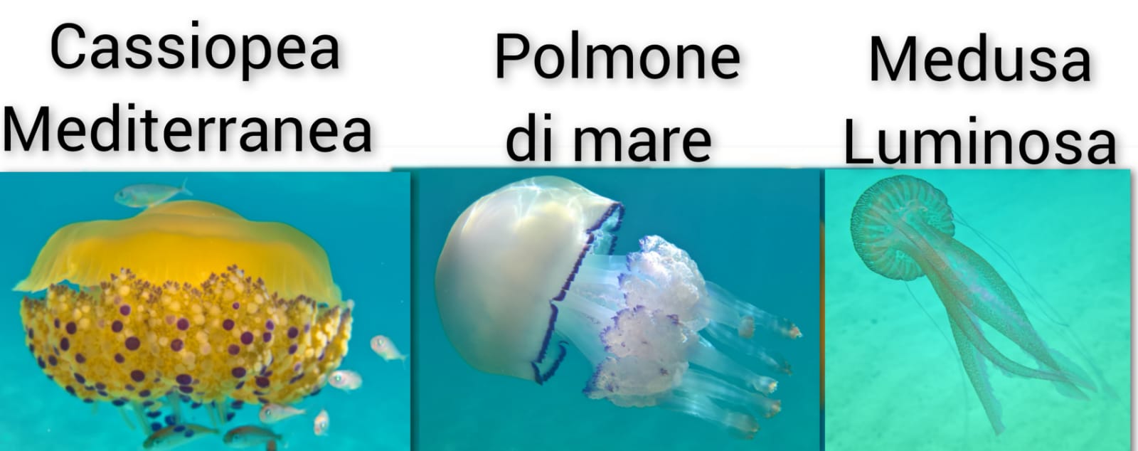Fabio Fish a Radio Zampetta Sarda: “Rispettiamo sempre le meduse”