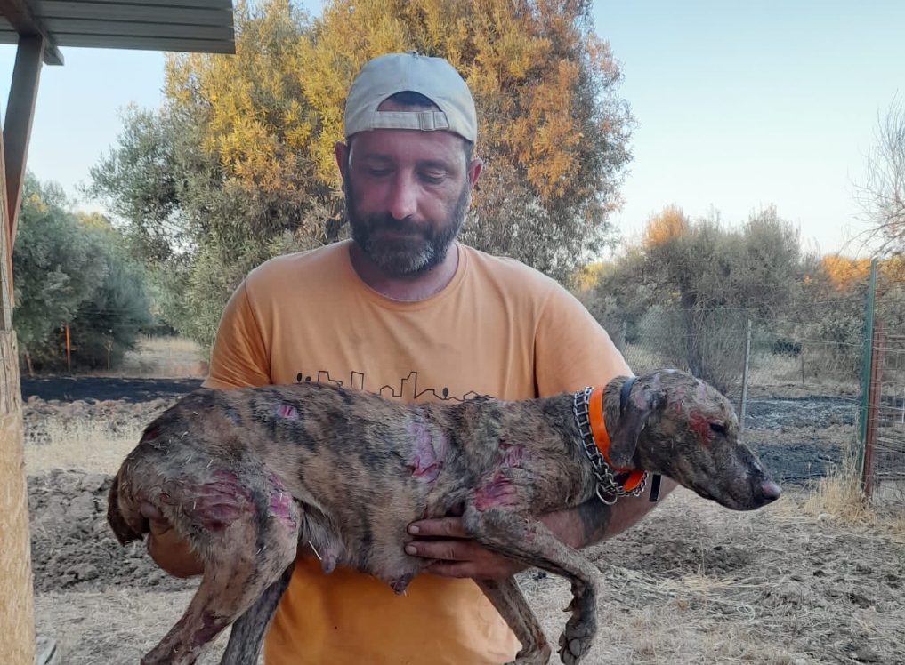 Serdiana, cani morti e cucce distrutte dall’incendio: “Aiutateci per le cure e la ricostruzione del rifugio”