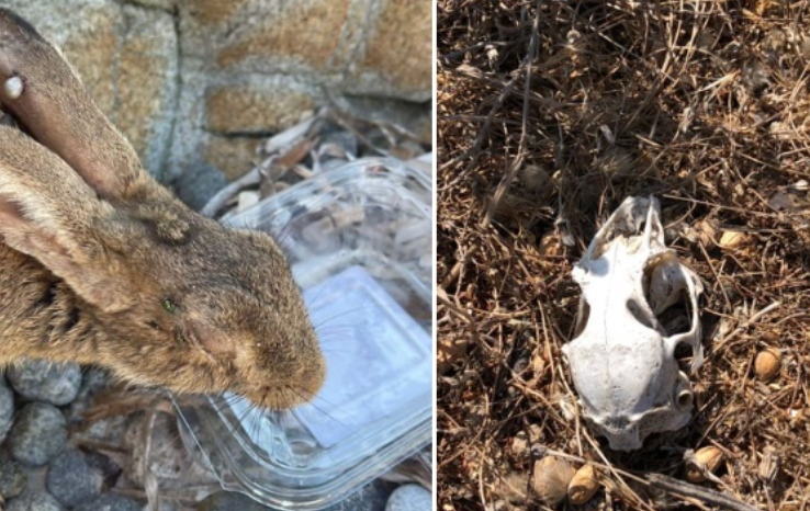 Siccità killer, strage di conigli nani nell’isola di Mal di Ventre: “Ritrovate centinaia di ossa”