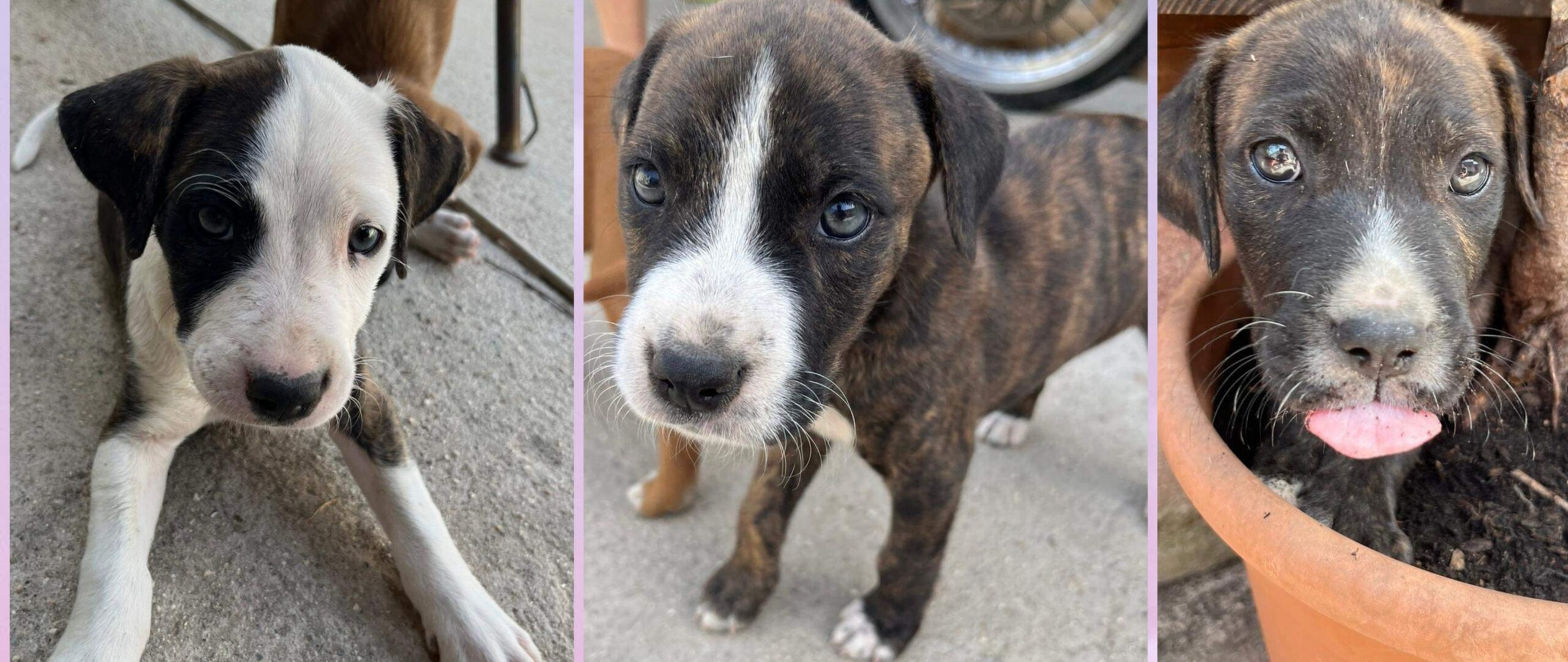 Quartu, si regalano bellissimi cuccioli di Anstaff: “Solo per adozioni responsabili”