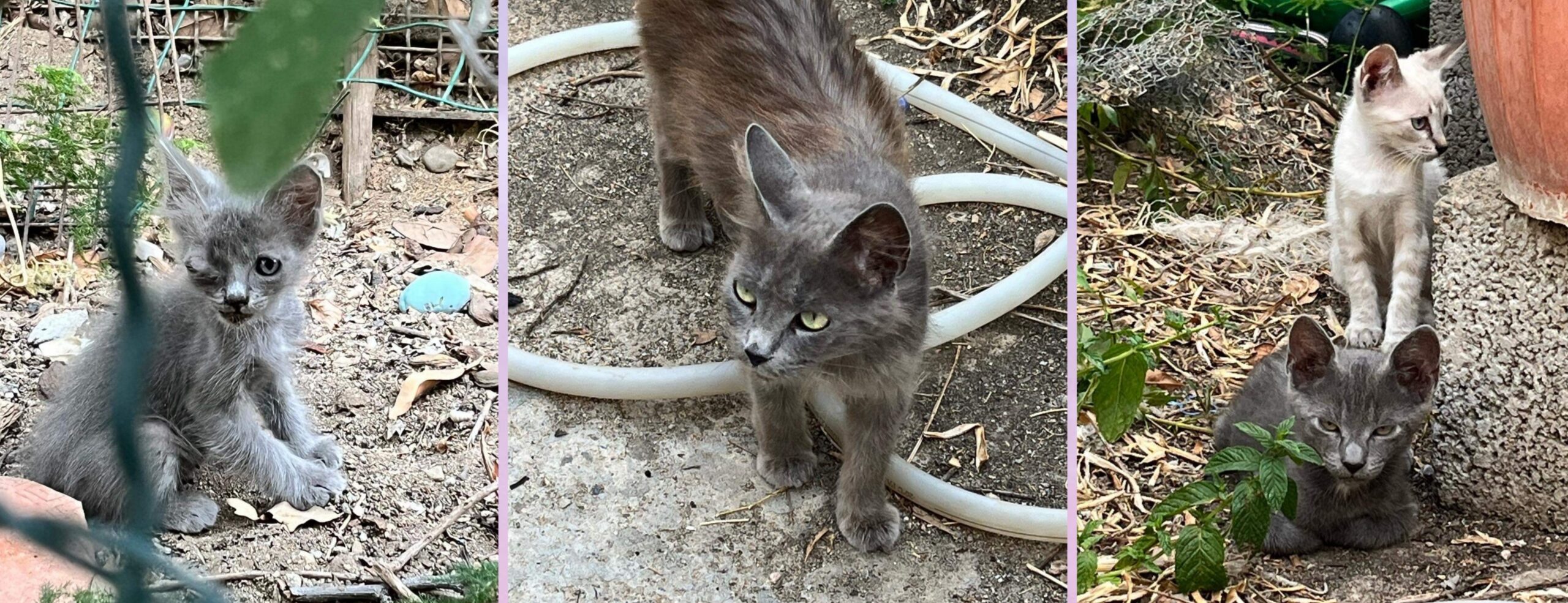 Radio Zampetta Sarda: “Gattini in pericolo a Sinnai, si cerca adozione “