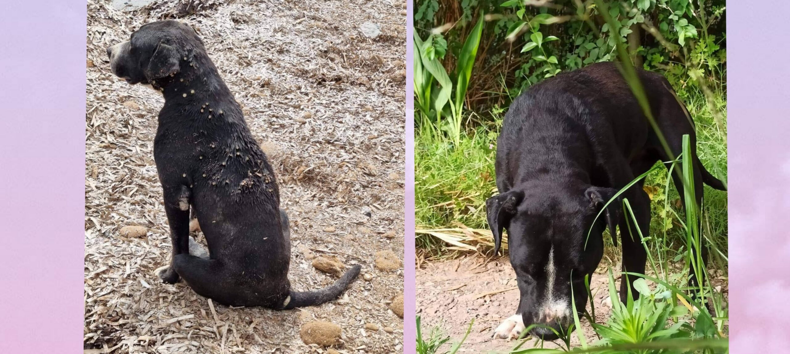 Radio Zampetta Sarda, lieto fine per Kris: recuperata piena di zecche, ha trovato casa