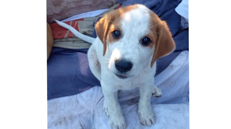 Radio Zampetta Sarda:” Cinque cuccioli abbandonati cercano famiglia, aiutiamoli”