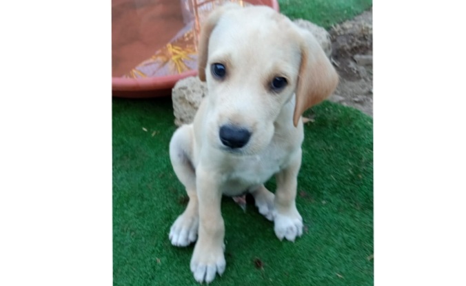 RADIO ZAMPETTA SARDA:” AIUTATEMI A TROVARE UNA FAMIGLIA A 5 CUCCIOLI!”