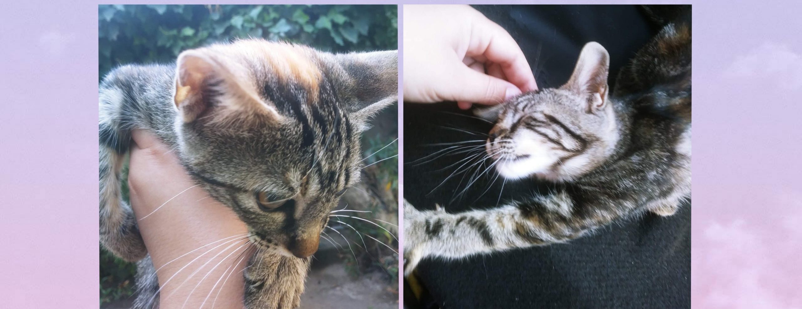 Sos a Radio Zampetta Sarda da Dolianova per una gattina disperata