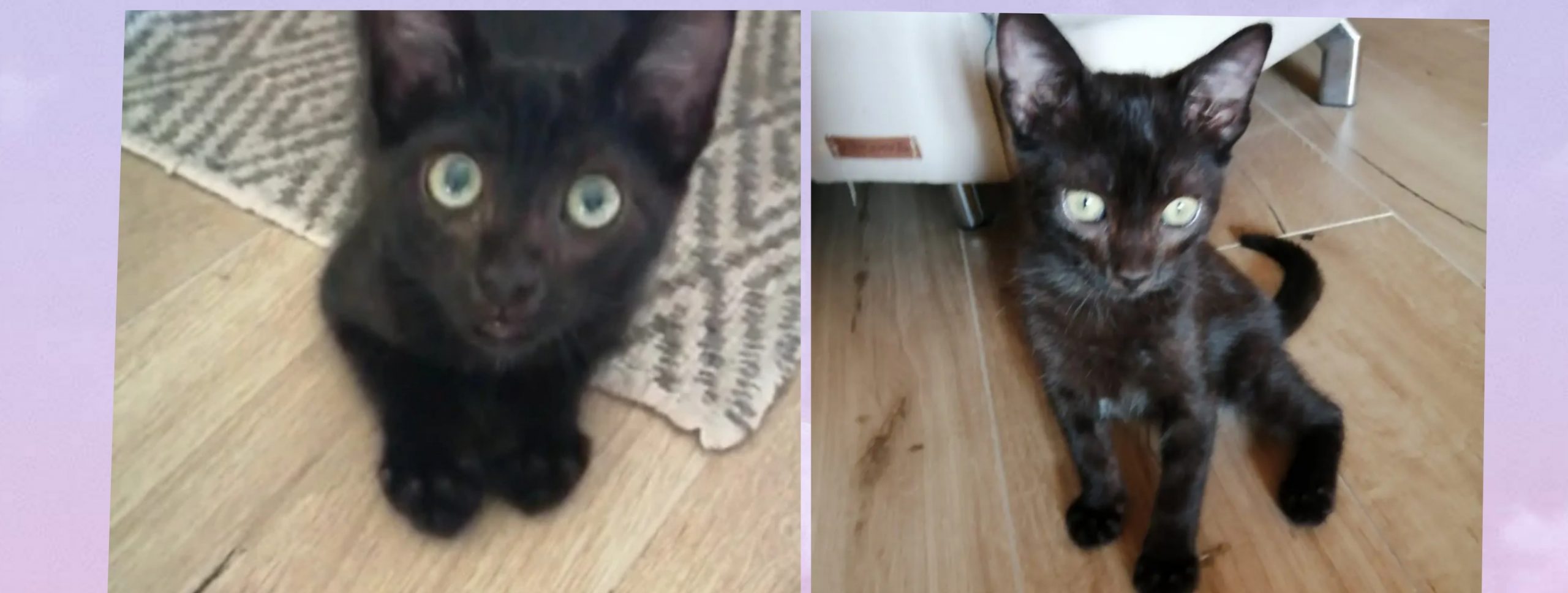 Una casa per Noah, salvato dalle auto in corsa