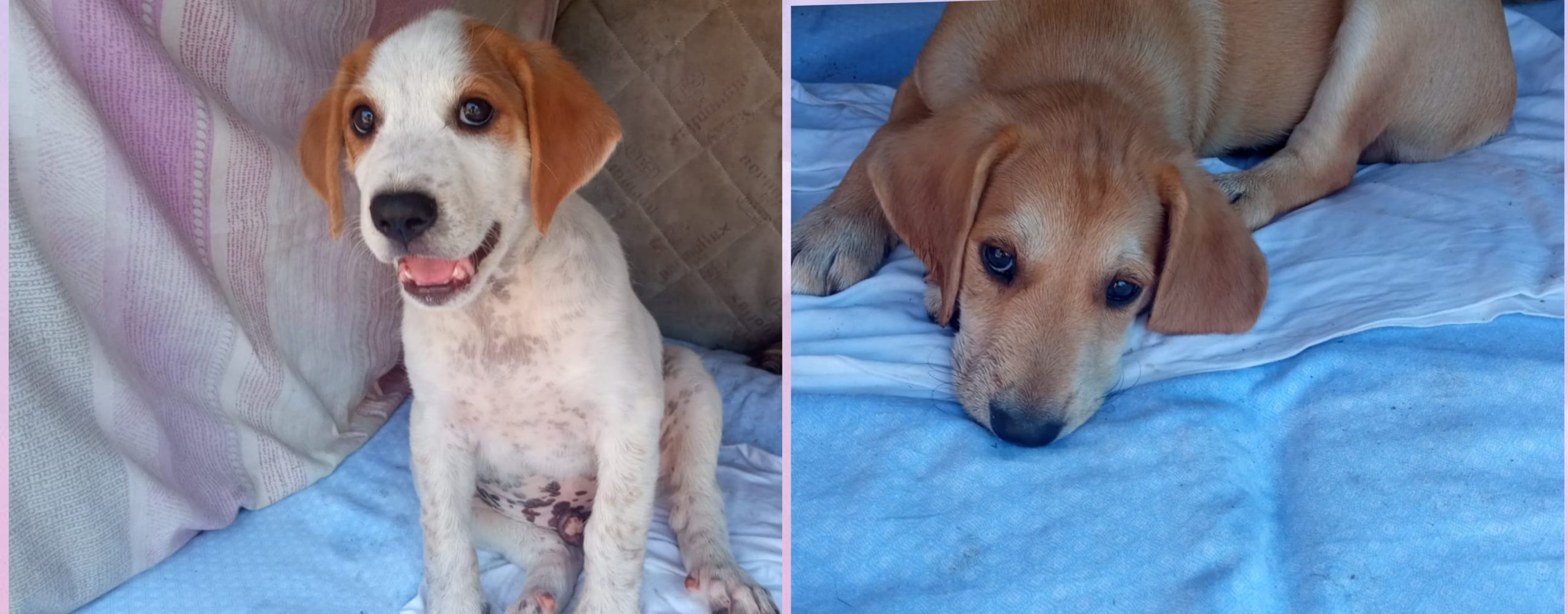 Sud Sardegna, figli di una randagina cercano urgentemente una famiglia per sopravvivere