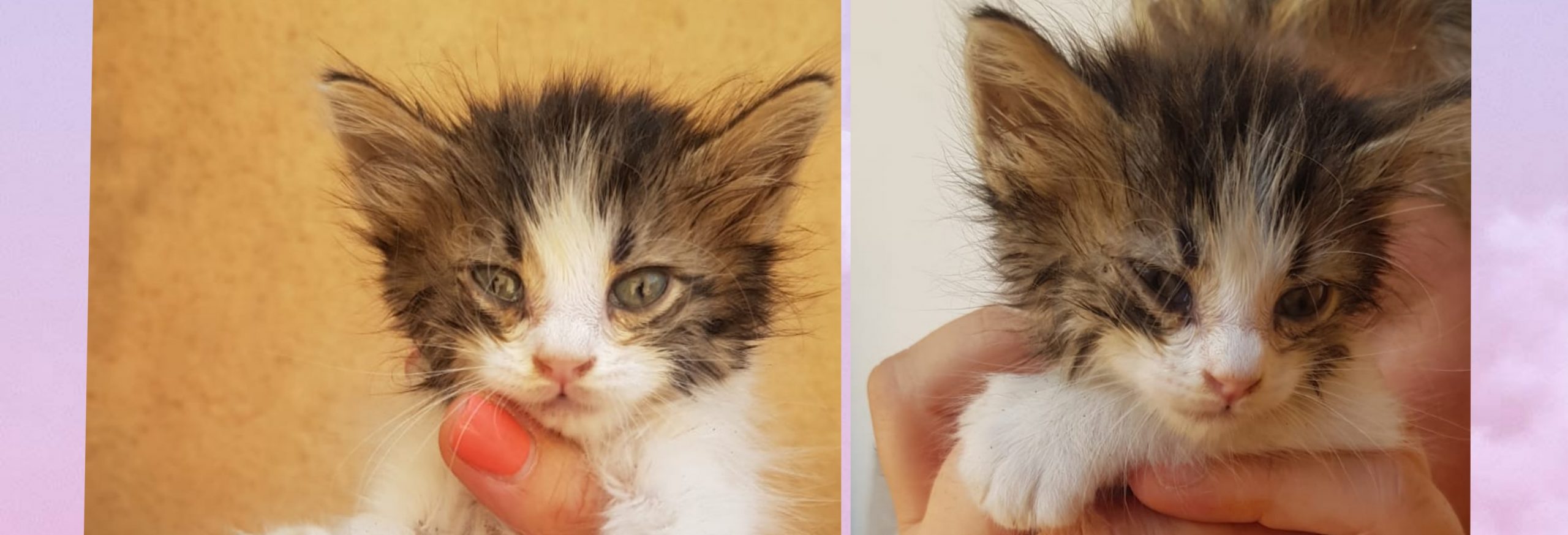 Sos a Radio Zampetta Sarda: “Una famiglia per la piccola Sissy”