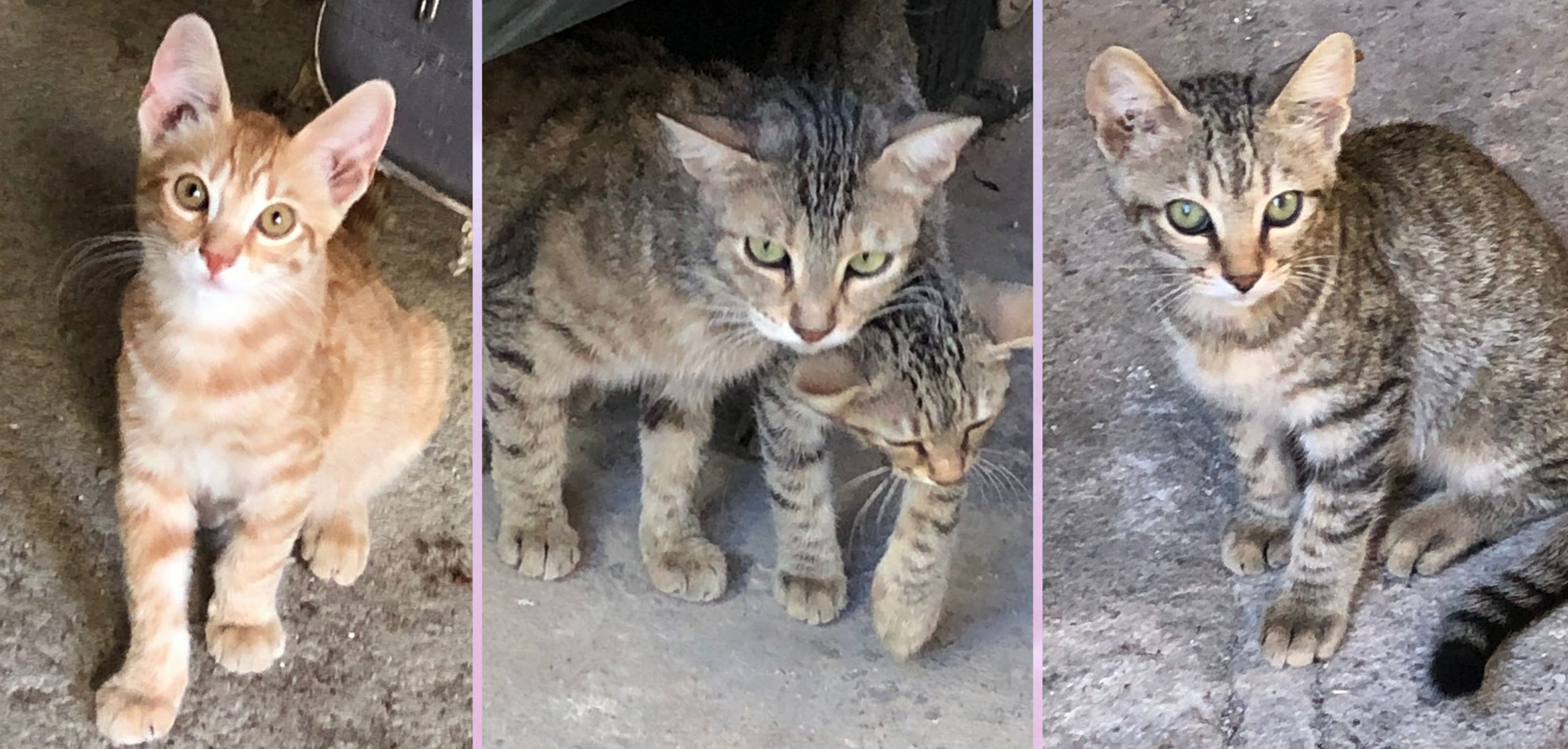 Sos a Radio Zampetta Sarda: “Quartu, una famiglia da salvare”