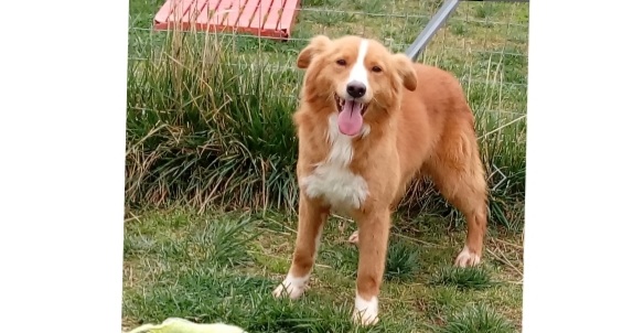 Adotta un cane dal canile di Cagliari:” Foxy aspetta una vera famiglia”