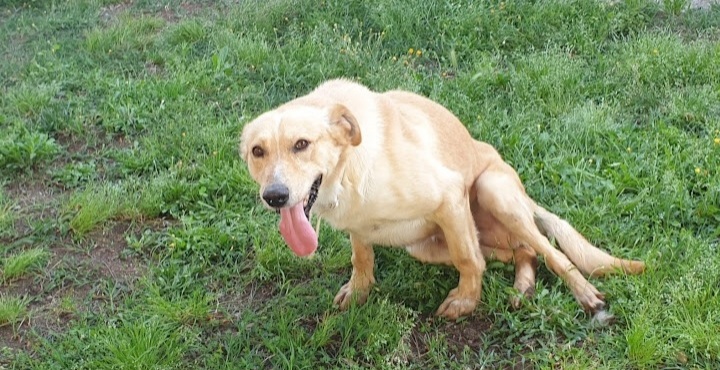 Radio Zampetta Sarda: “Oney ospite del canile di Cagliari aspetta una vera famiglia. Adottiamolo”