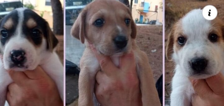 Radio Zampetta Sarda: Villaputzu, 5 cuccioli in pericolo cercano casa