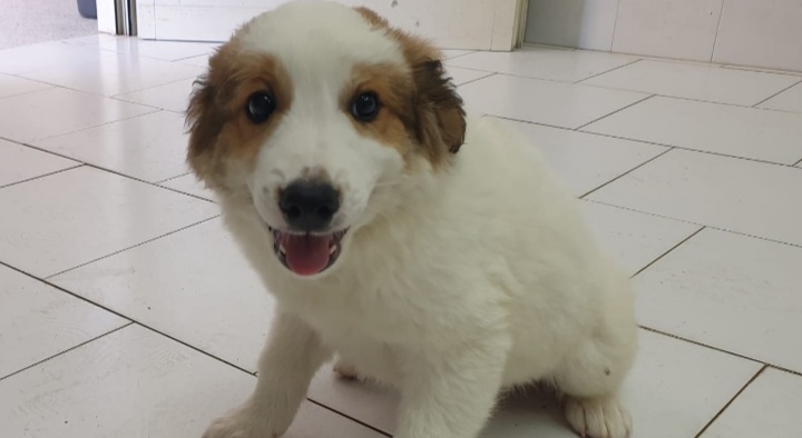 Adotta un cane dal canile di Cagliari: “Nettuno aspetta una famiglia per la vita”