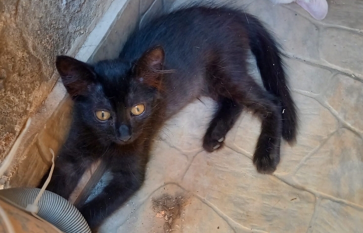 Radio Zampetta Sarda: abbandonata sotto il sole cerca una famiglia per la vita