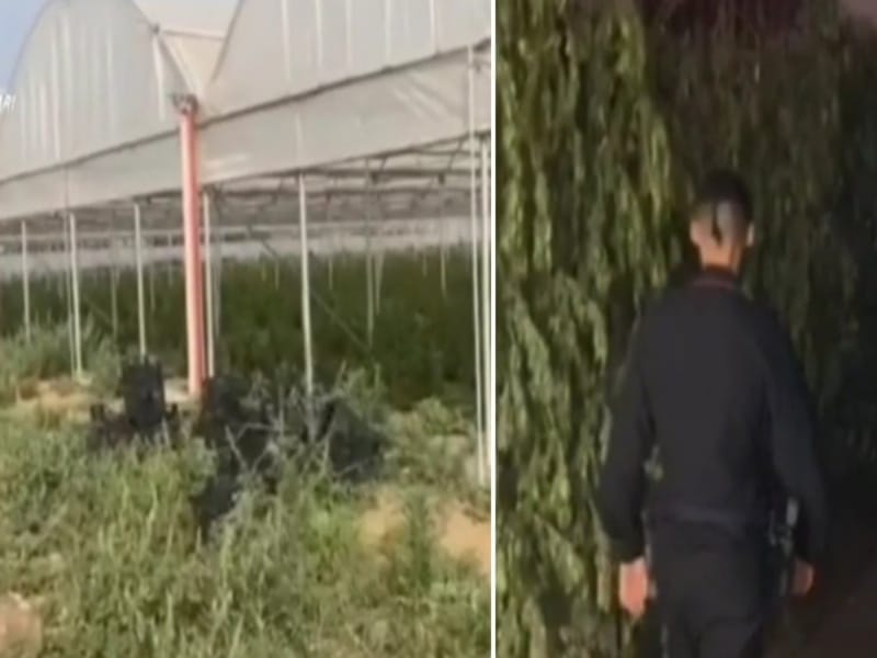 Maxi operazione antidroga a Monastir: sequestrati 750 kg di marijuana, arrestate 4 persone di Sestu