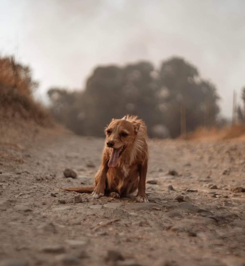 Il cagnolino sfuggito alle fiamme e sfinito: la foto simbolo del terribile incendio di Monastir
