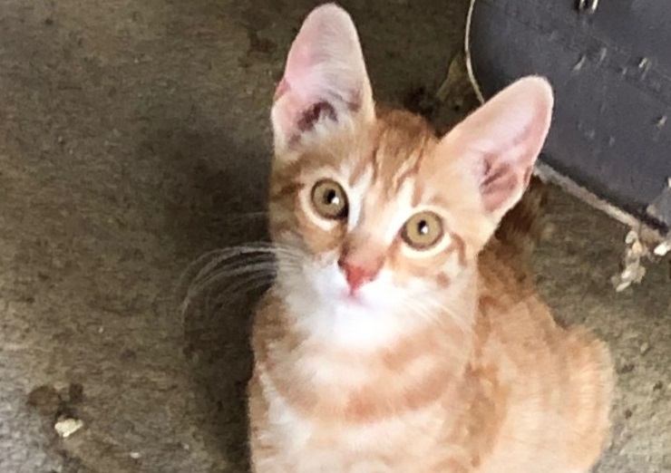 Quartu: “Cuccioli nati sotto un auto, cercano famiglia”