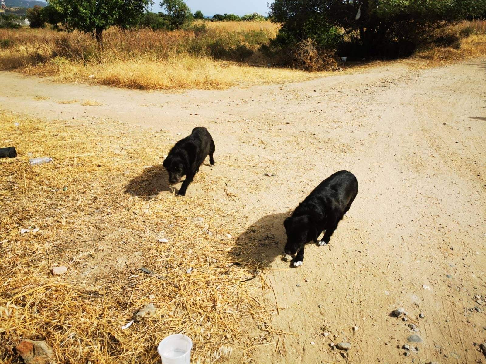 Sos a Sant’Isidoro: “Due cani abbandonati sotto un albero cercano una casa e una famiglia”