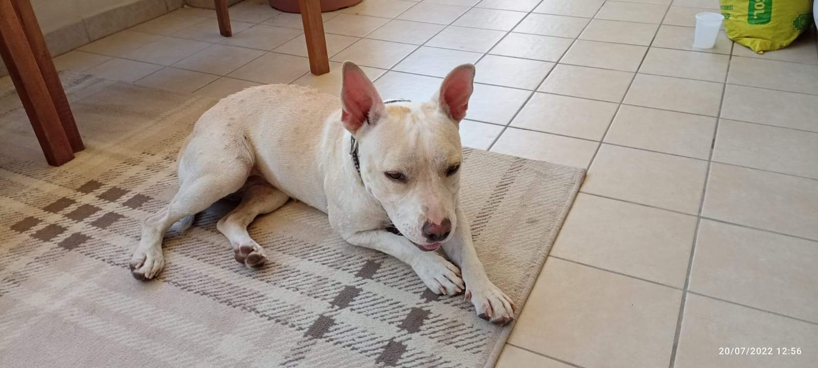 RADIO ZAMPETTA SARDA:”RECUPERATA CAGNOLINA A SELARGIUS, DI CHI È?