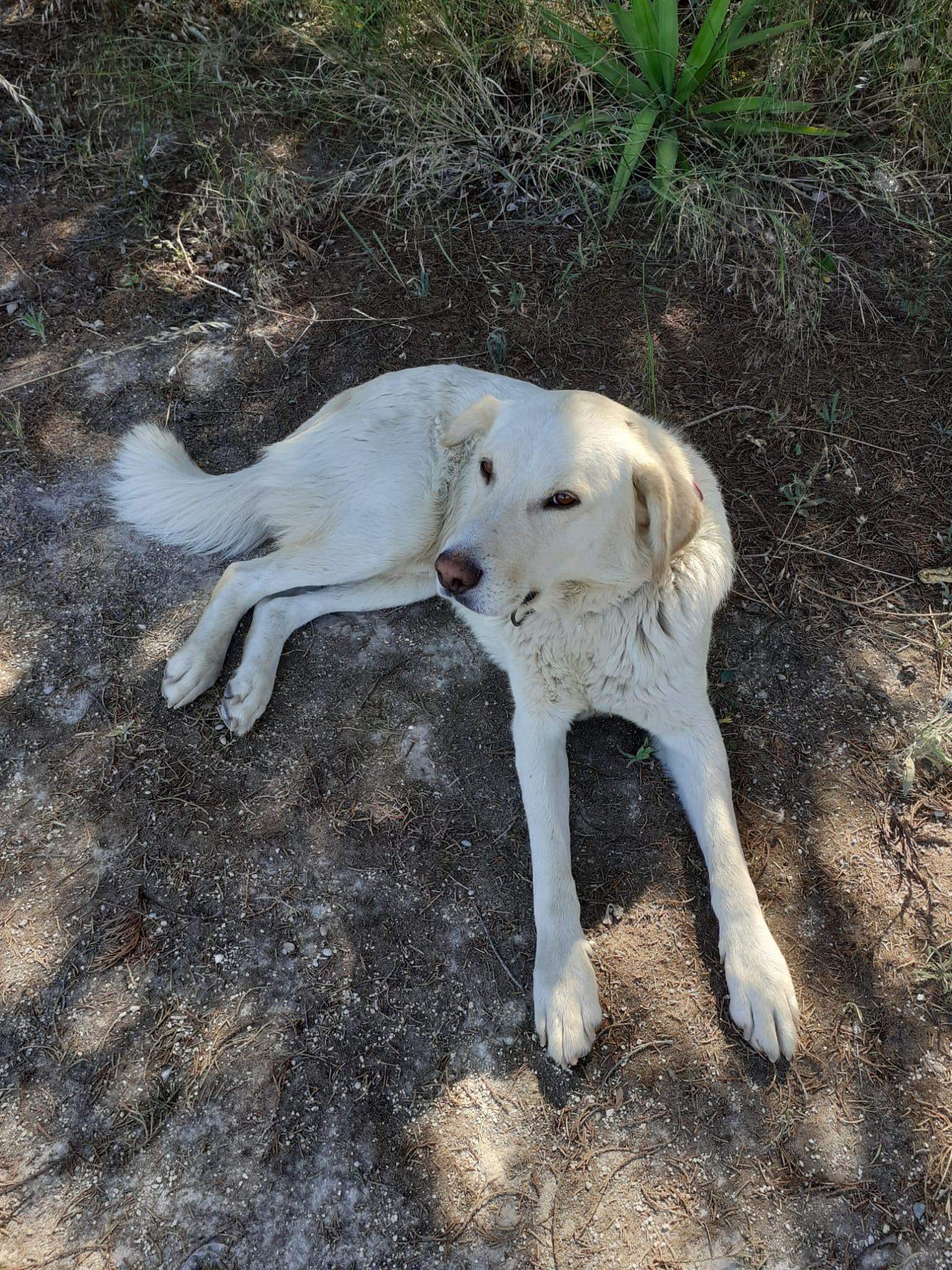 Sos per Biondo, scomparso nel nulla nel cantiere di via San Paolo a Cagliari